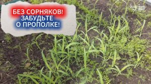 БЕЗ СОРНЯКОВ! КАК ОЧИСТИТЬ ДОРОЖКИ МЕЖДУ ГРЯДКАМИ ОТ СОРНЯКОВ - ЗАБУДЬТЕ О ПРОПОЛКЕ!