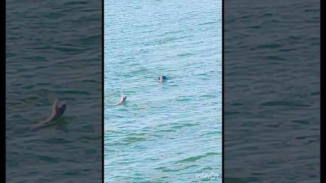 Собака плавец, любит мячик👍🐶❤ смотреть онлайн