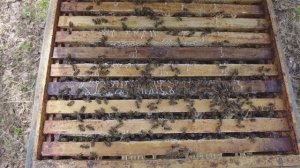 Ситуация на пасеках на 1-2 июля 2025, Пасека Старчевских, Сибирь