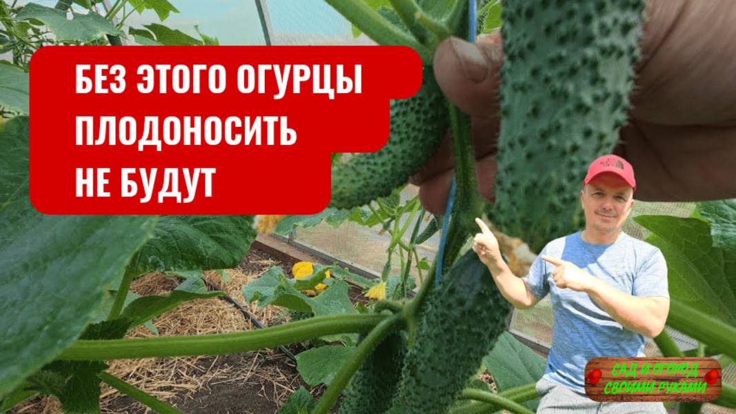 На огурцах останавливается плодоношение – недостаток калия и последствия!!!
