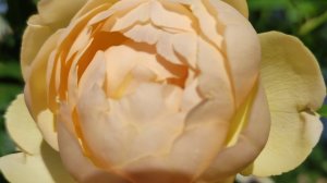 Роза Воллертон олд Холл (Wollerton Old Hall)