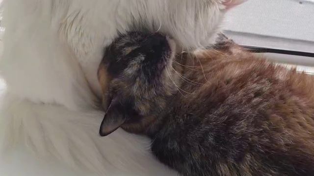 Леся и Сёма - Полизушки в ответ смотреть онлайн