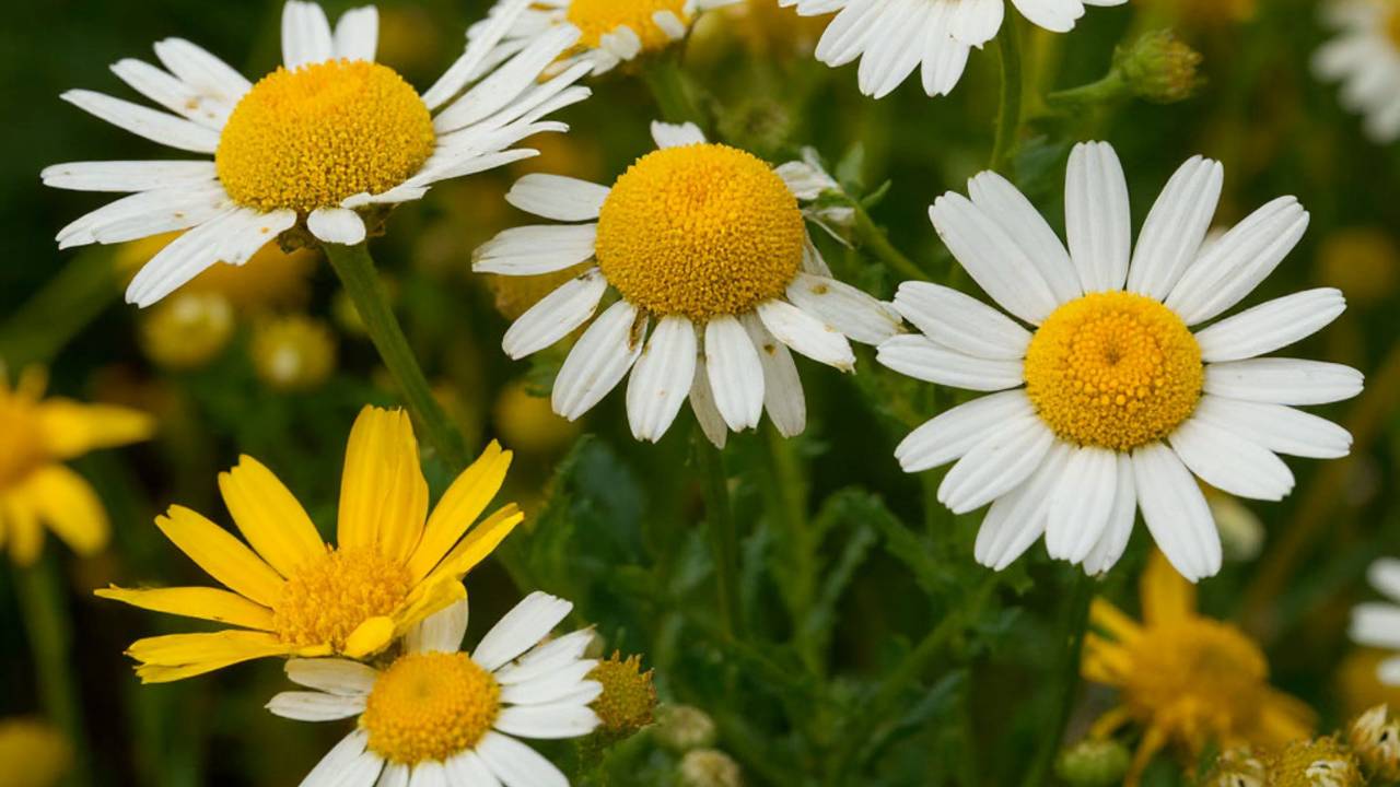 Рецепты для лечения и укрепления вен при ВАРИКОЗе. смотреть онлайн