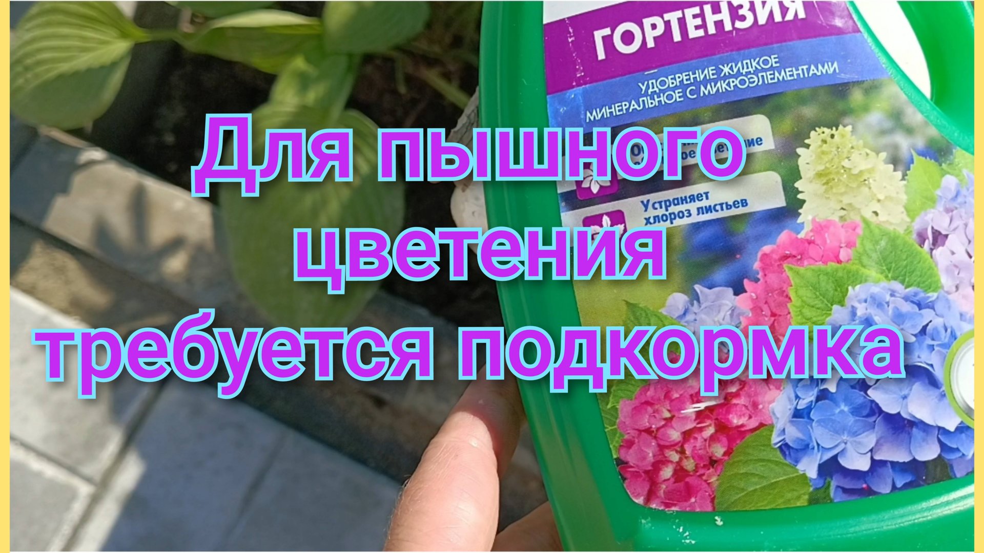 Нужно подкормить ГОРТЕНЗИЮ/У нас доставка 🚚 смотреть онлайн