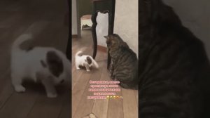 Животные приколы и не только