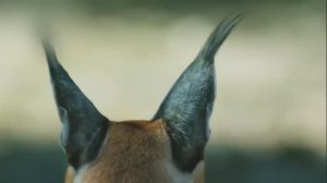 Каракал. Дикие кошки. Документальный фильм