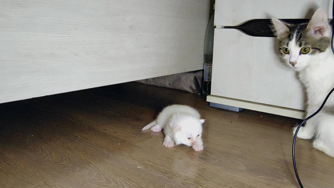 Маленький котенок отправился исследовать мир. Мама-кошка наблюдает за котенком. смотреть онлайн