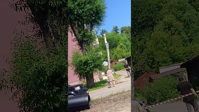 Спил дерева