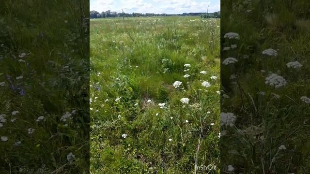Лето_ самое позитивное время года🌺🌼💚🌳🌲🌿 .mp4 смотреть онлайн