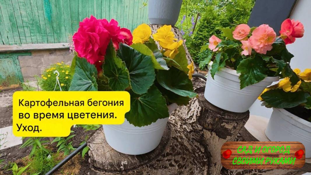 Королева нашего сада - клубневая бегония!!!