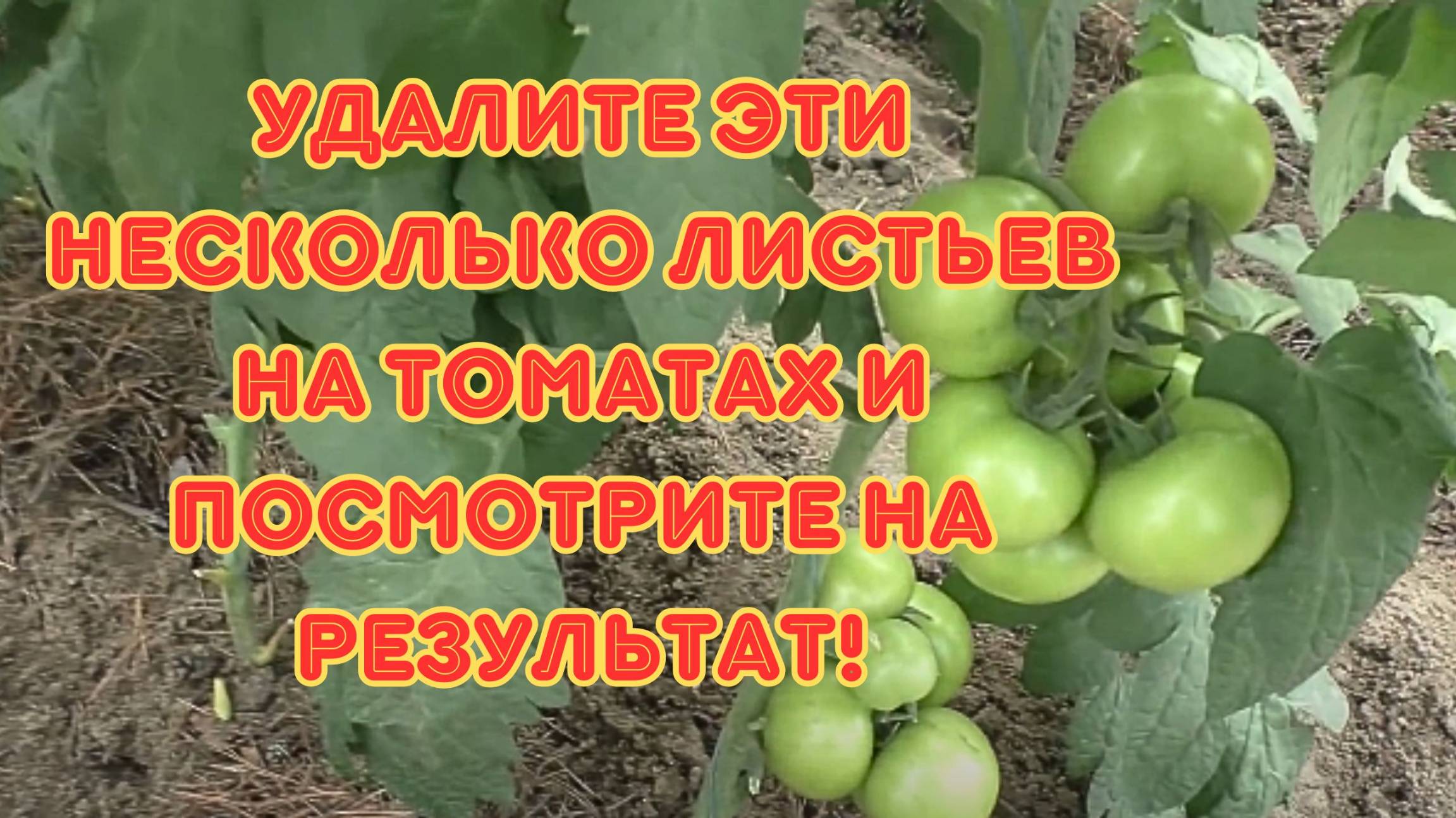 Какие листья удалить, чтобы помидоры покраснели. смотреть онлайн