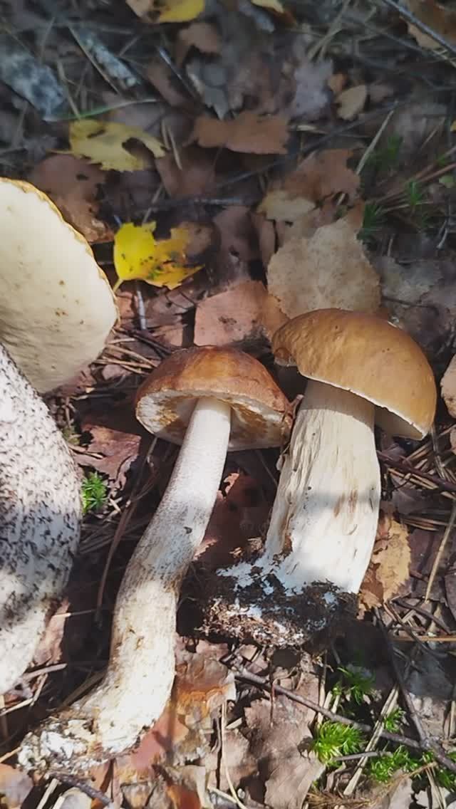 пОДОСИНОВИКИ 2024 ОНИ смотреть онлайн