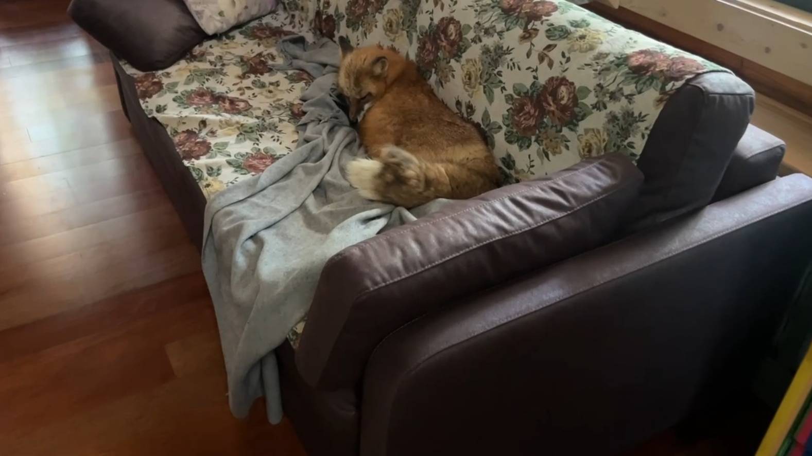 Лиса-Алиса. Лиса пришла и осталась жить в доме смотреть онлайн