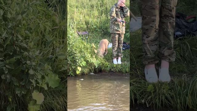 Питбуль съездила на отдых