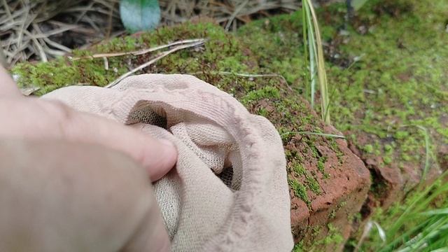 Семена Морозников -как не пропустить сбор. смотреть онлайн