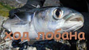 Охота на Лобана.Охота в Черном море.