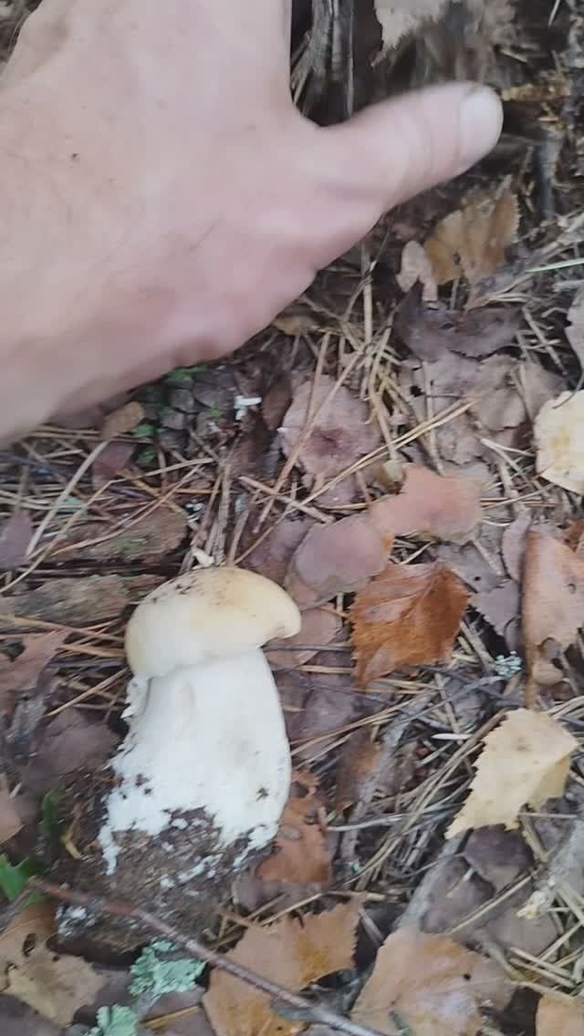 Белый гриб видишь???? А он есть..Грибы 2024 смотреть онлайн