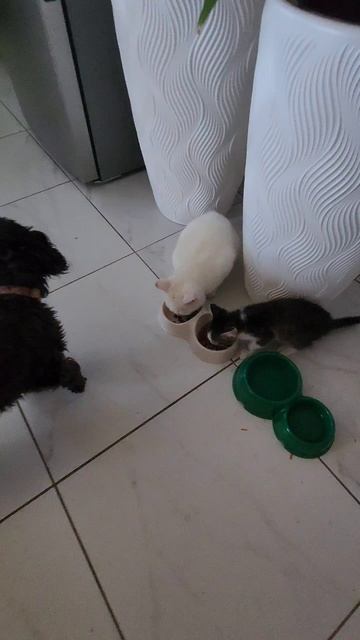 Звери у Бати смотреть онлайн