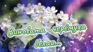 Душевная  лирическая песня! Виновата черёмуха белая...