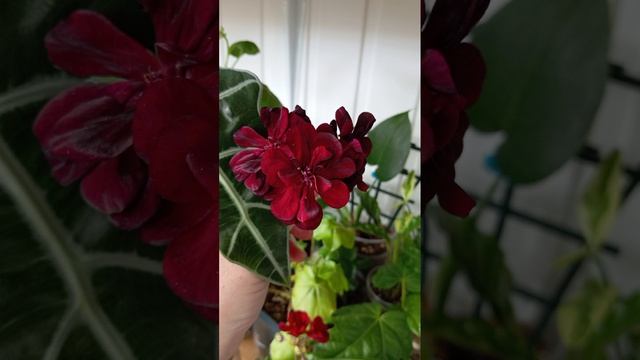 Комнатные растения в продаже смотреть онлайн