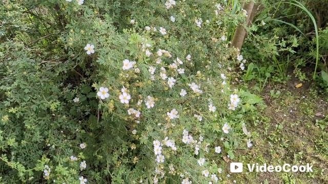 МИНИ ВЛОГ: ДАЧА, ЦВЕТЫ, КАРТИНЫ, КОТ смотреть онлайн