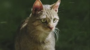 Простая Лесная кошка. Дикие кошки. Документальный фильм