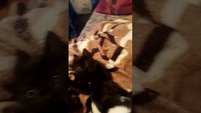 обзор на котят