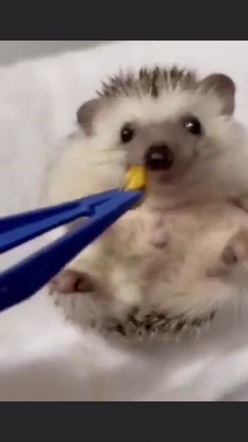 Когда обиделась, но принесли вкусняшку смотреть онлайн