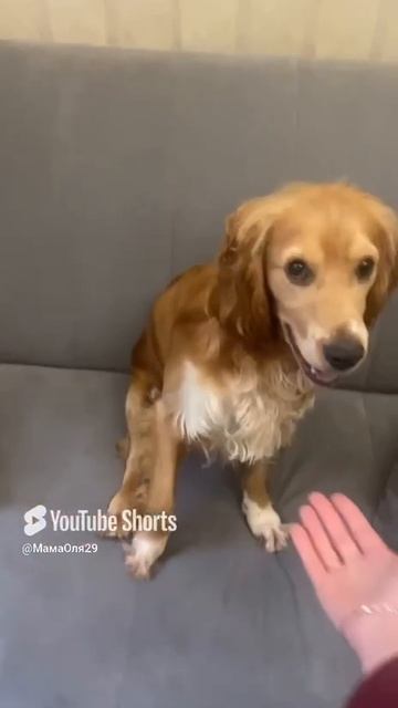 Наш Чарли#shorts#животные#москва#лето