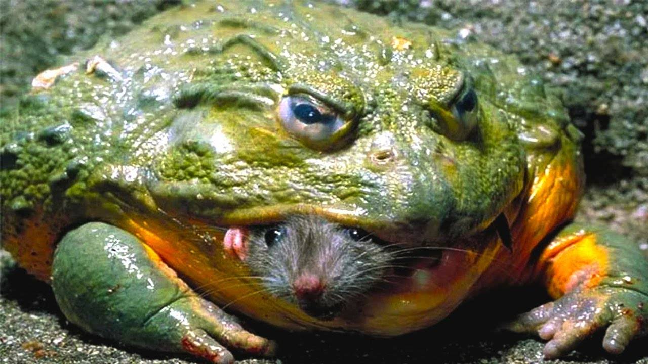 ТРОСТНИКОВАЯ ЖАБА - САМАЯ ХИТРАЯ АМФИБИЯ АВСТРАЛИИ. Интересные факты о ТРОСТНИКОВОЙ ЖАБЕ