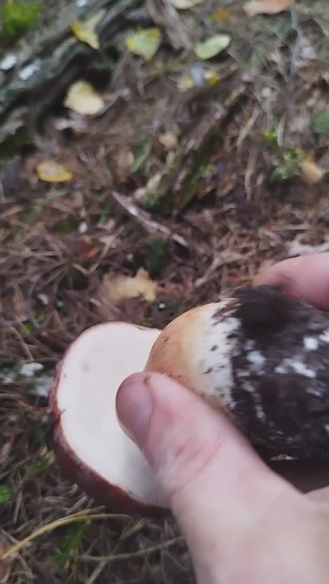 пошли родимые грибы 2024 смотреть онлайн