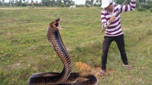Ужасная, самая крупная и ядовитая змея в мире - королевская кобра _ народная мудрость