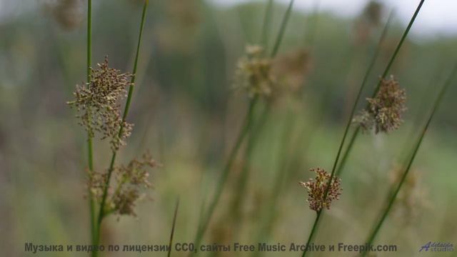 Пейзажи дышат вместе с этим мощным треком - Chainlink Melody -- Podington Bear -- Said Lion To Lamb