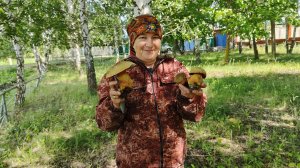 В лес за грибами 🍄// набрали грибы😋 🍄🟫//