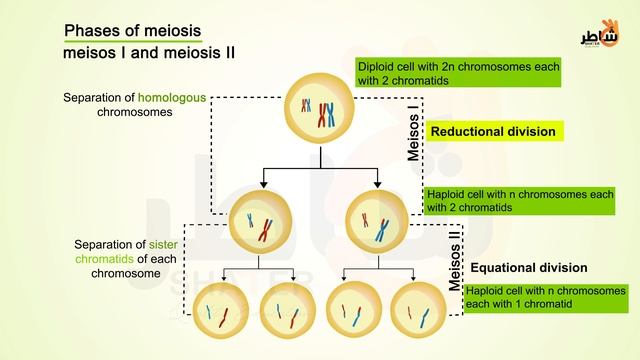 Chap1-doc2+3- Diploid and Haploid Cells + Meiosis video смотреть онлайн