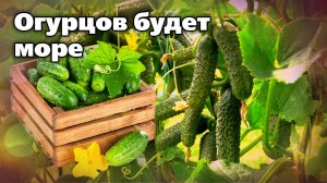 Правильная формировка огурцов