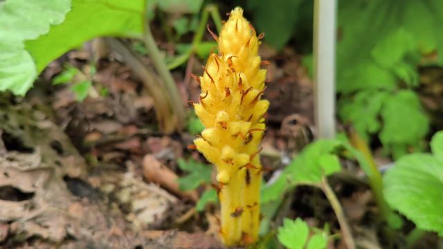 снято на POCO X7 Pro (Природа весеннего леса (8min 4k)