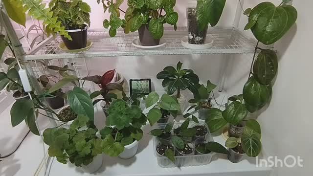 🔥Излишки моих цветов.🌿🌷🪴🌺