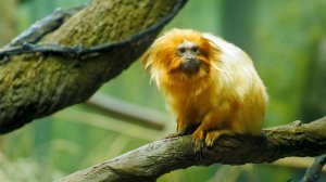 Дикая природа джунглей • Откройте для себя диких животных тропического леса