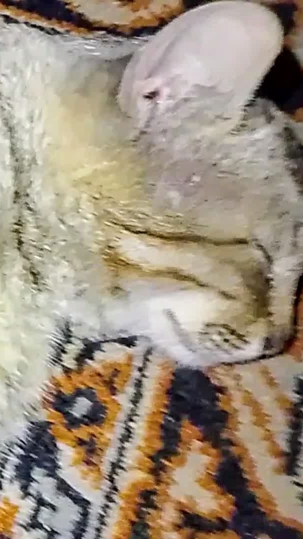 Решение после трёхдневки! Где стоял, там–упал! Максик вернулся!😁😻 #кошки #cat #прикольныекоты #кот смотреть онлайн