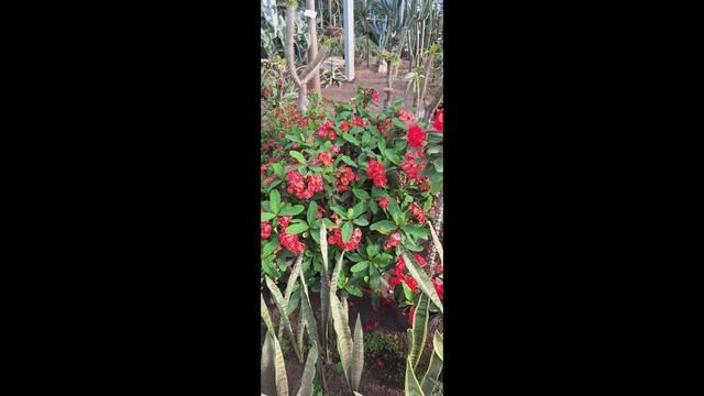 Наш ботанический сад, клип смотреть онлайн