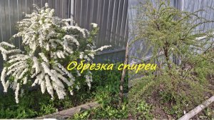 Обрезка спиреи Грефшейм. Многолетний кустарник.#84