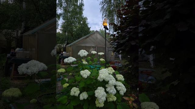 НАШЕ ДАЧНОЕ ЛЕТО – 2025 смотреть онлайн