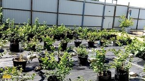 #голубика саженцы Инвитро как выросли за год?