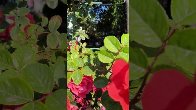 Ялта, Крым. Лето 2025 (1)