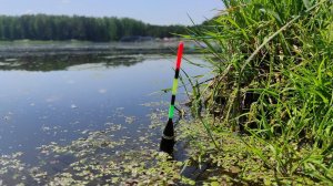 ЗАКОРМИЛ ЗАТОПЛЕННОЕ БОЛОТО! Закинул поплавок и НАЧАЛОСЬ! Рыбалка с НОЧЕВКОЙ 2025