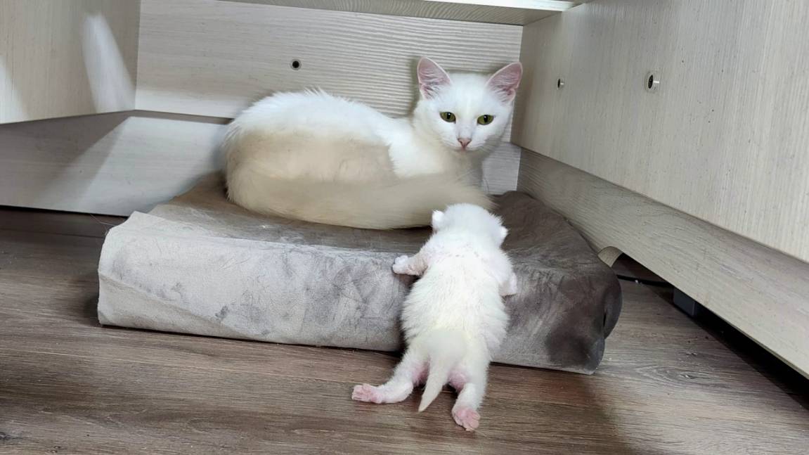 Мама-кошка и новорожденный котенок. Интересные моменты 2 смотреть онлайн