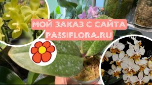 Мой первый опыт покупки орхидей фаленопсисов у Пассифлора.ру