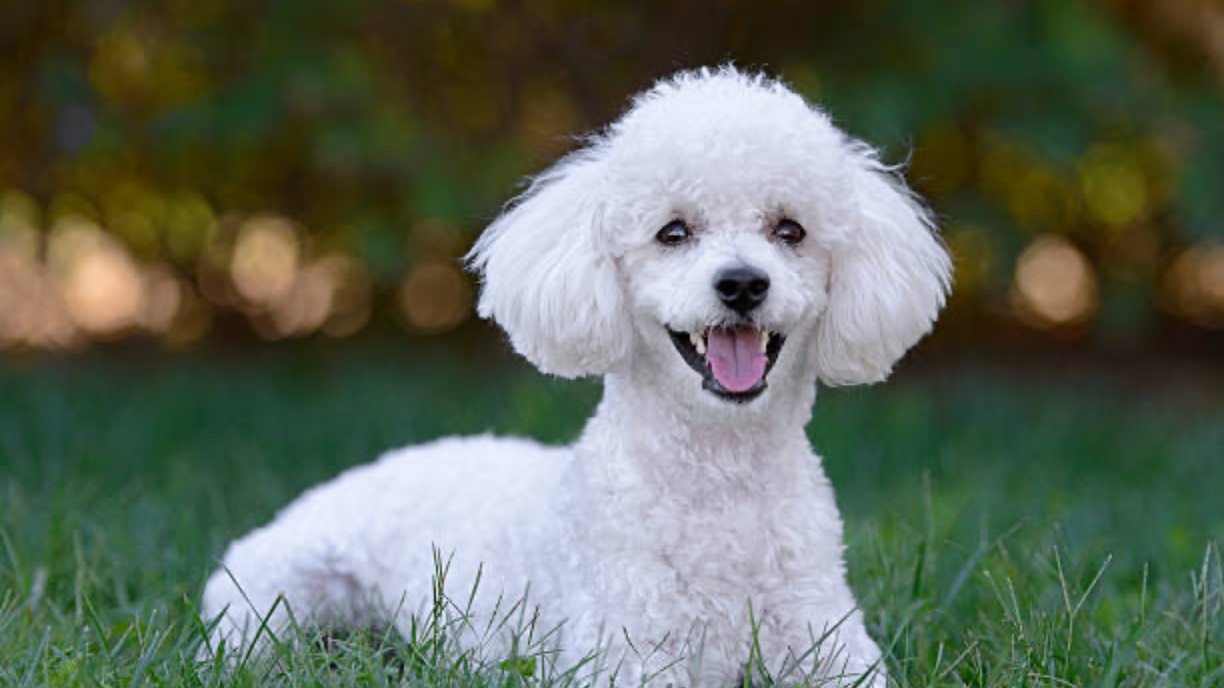 Прогулка с моей любимой собакой