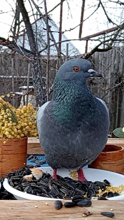 Голубь позирует на камеру смотреть онлайн